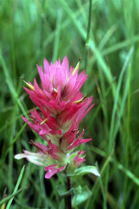 Castilleja rhexiifolia | splitleaf Indian paintbrush