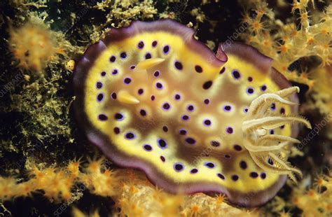 Sea slug - Stock Image - Z480/0146 - Science Photo Library