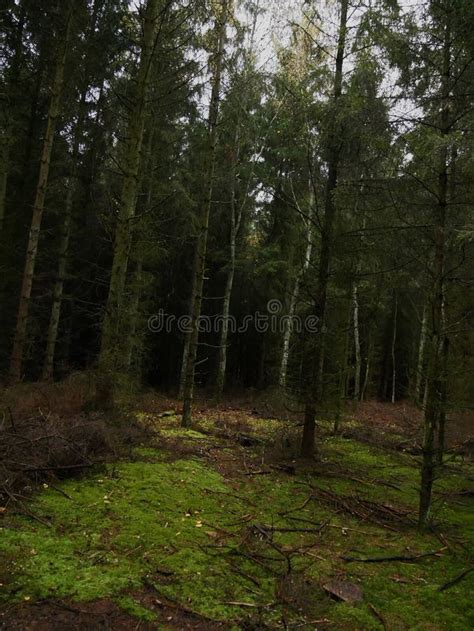 Forest Bokkeduinen Stock Photos - Free & Royalty-Free Stock Photos from ...