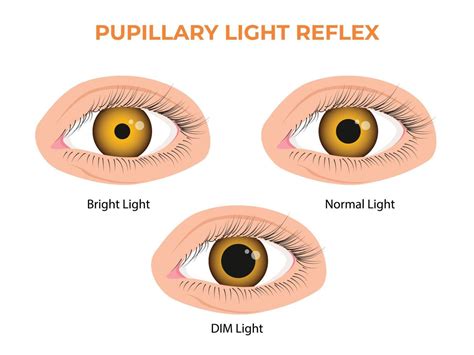 Pupillary light reflex PLR or photopupillary reflex 22720646 Vector Art at Vecteezy