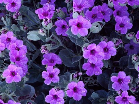 🔥 [40+] Violet Flowers Wallpapers | WallpaperSafari