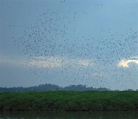 Explore Parrot Island, Baratang – Andaman Travel Guide