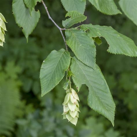 American Hornbeam Tree – Green Thumbs Garden