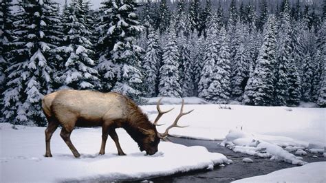 Snow Deer Wallpapers - Top Free Snow Deer Backgrounds - WallpaperAccess