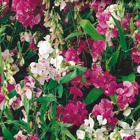 Buy Perennial Sweet Pea Everlasting Flower Seed | McKenzie Seeds