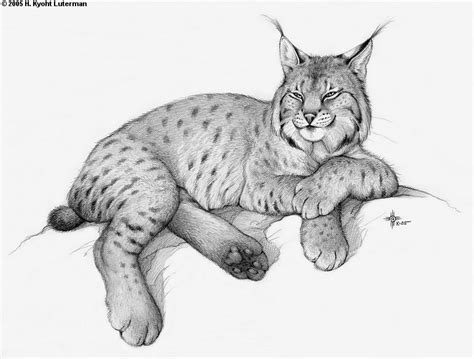 Lynx - Drawing Skill