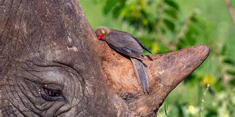 Photographer Catches Oxpecker Cuddling His Rhino Friend - The Dodo