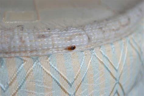 How to identify bed bug eggs? - Exterminatorhamilton.ca