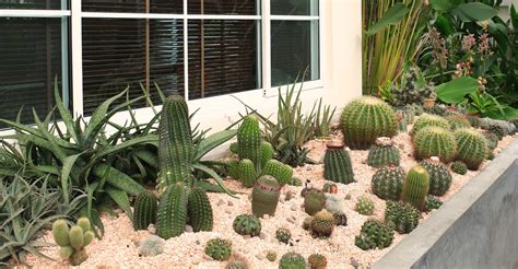 How to Grow Cacti Outdoors