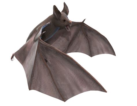 Bat PNG transparent image download, size: 1209x932px