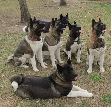 our babies | Akita dog, Akita, Japanese akita