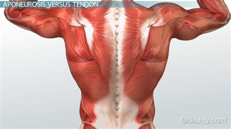 Aponeurosis Definition, Function & Examples - Lesson | Study.com