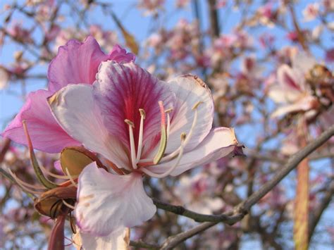 California redbud | These are in bloom right now, and they'r… | Flickr