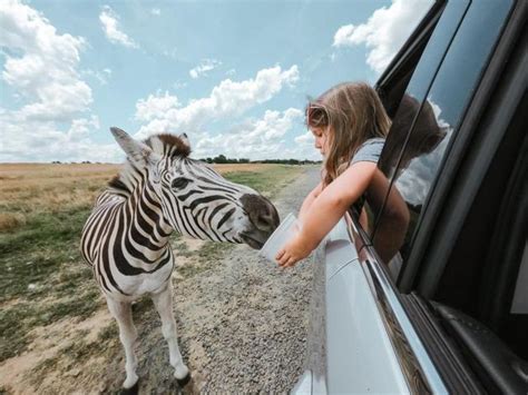 Our Wild Day at Tennessee Safari Park » Our Wild Wanderers