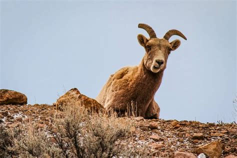 Seeing Wildlife in Black Canyon (Plus FREE Printables!) – Trail Trompers