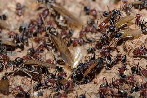 Tips to Locate Ant Colonies In Your House