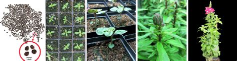 Different growth stages of snapdragons. (A) Snapdragon seeds; (B ...