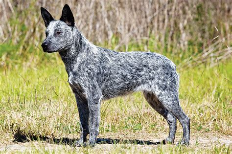 Australian Stumpy Tail Cattle Dog Breeds