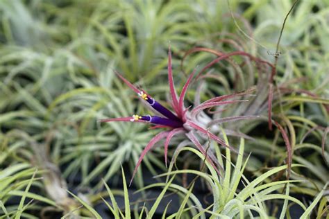 Tillandsia ionantha: Plant Care & Growing Guide