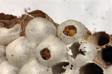 Making a murder hornet: Footage reveals inner secrets of invader’s nest ...