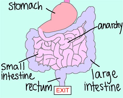 Filorga Total Intestine (TI)