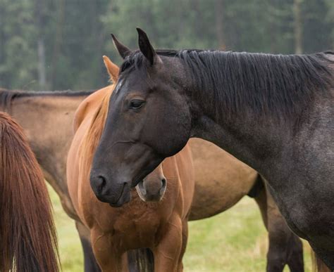 So Many Horse Photos! - Heartland