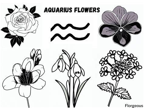 Aquarius Birth Flower Decoded: Exploring the Deep Meaning and Mystique | Florgeous