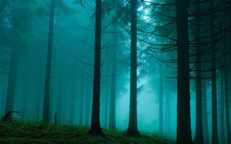 Foggy Forest Wallpaper - WallpaperSafari