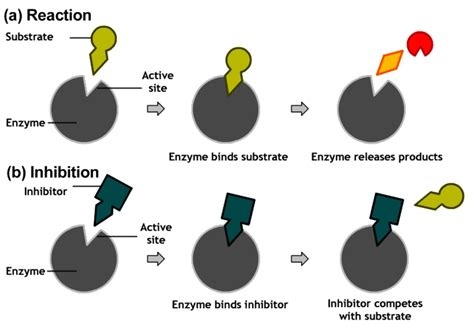 What is the Difference Between Competitive and Noncompetitive Inhibition - Pediaa.Com