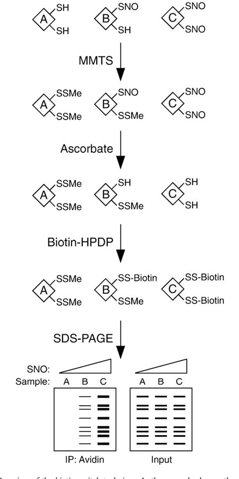 Figure 2 from Detection of protein S-nitrosylation with the biotin ...