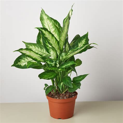 Dieffenbachia Camille Plant - 6" Pot - Walmart.com