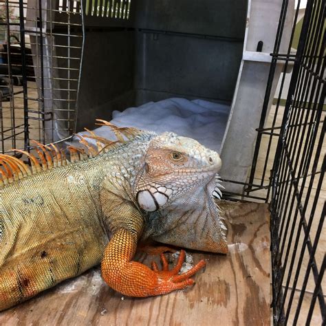 Biggest Iguana In The World