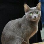 Best Korat Cat Breeders - Cat Kingpin