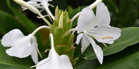 Caribbean Flowers And Their Names | Best Flower Site