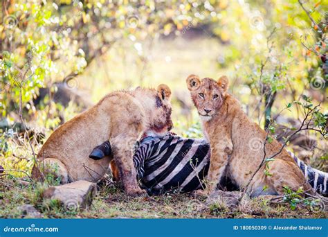 Lion cubs feeding stock image. Image of zoological, africa - 180050309