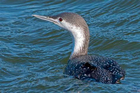 Red-throated Loon | Audubon Field Guide