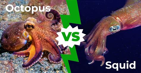 Octopus Pictures - AZ Animals