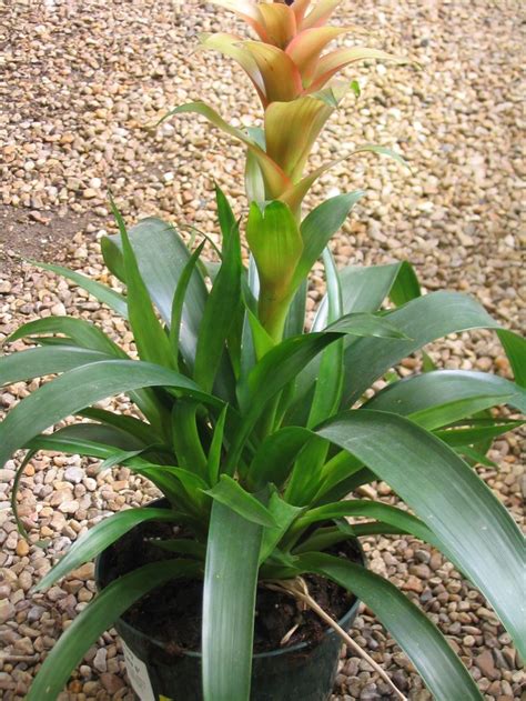 Propagate bromeliads with pups | Bromeliads, Propagating plants, Plants