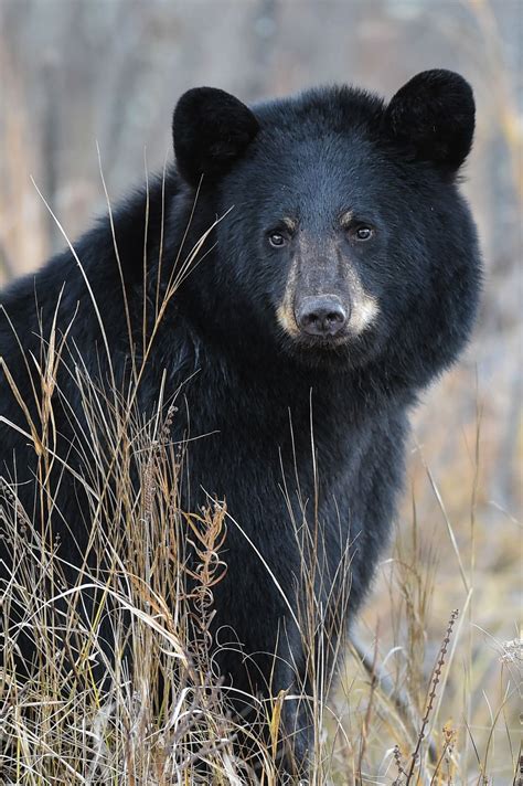 Wild North American Black Bear portrait in fall golden rods ...