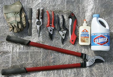 Finding the right tools for pruning | Tree care, Prune, Community gardening