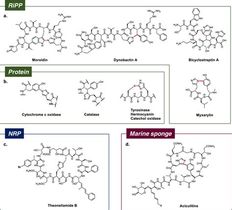 Cyclic peptide natural products and proteins with His-containing... | Download Scientific Diagram