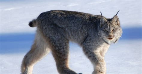 Abe's Animals: Lynx species (Alive)