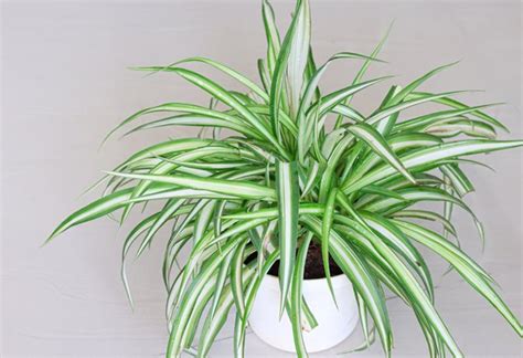 Spider Plant Variegatum Cutting Home & Hobby Gardening & Plants etna.com.pe