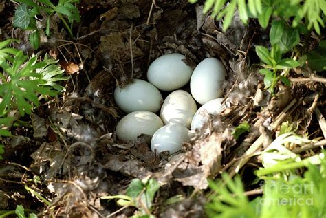 Mallard Duck Eggs by Lea Paterson/science Photo Library