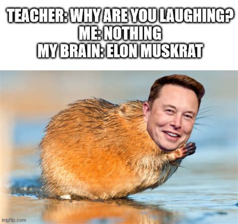 Elon Muskrat - Imgflip