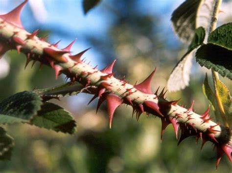 Pin by Kagetsu Ukyo on Z094-イバラ | Rose thorns, Garden, Cool plants