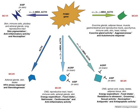 Melanocortins