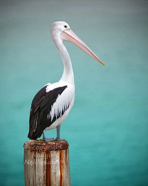 25 Storm Boy ideas | pelican art, sea birds, storm