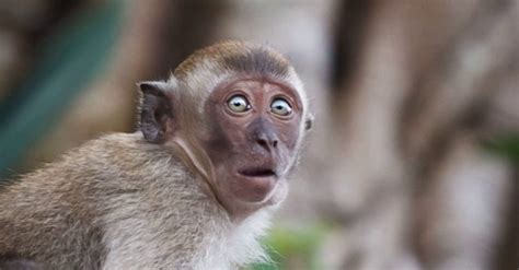 Create meme "monkey surprise, surprised monkey, smallpox of monkeys" - Pictures - Meme-arsenal.com