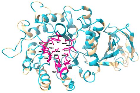 IJMS | Free Full-Text | Human α-Galactosidase A Mutants: Priceless Tools to Develop Novel ...